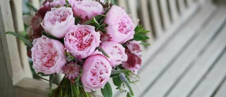 Как отличить пионовидные розы от классических сортов