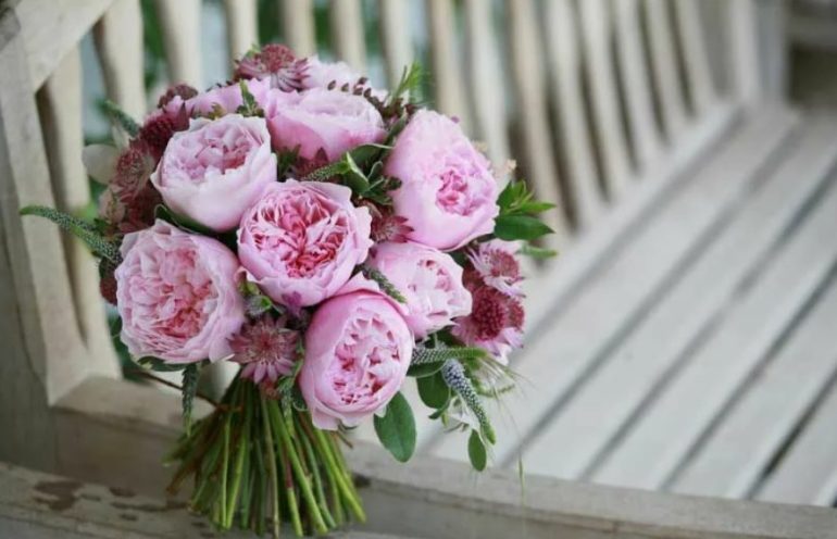 Как отличить пионовидные розы от классических сортов